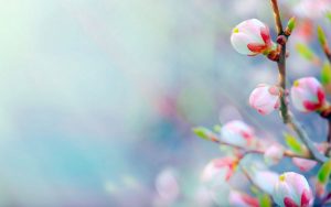 Flower-Bud