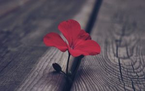 GoodFon.ru