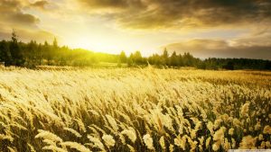 golden_field_sunset