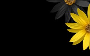 flowers-yellow-flowers-black
